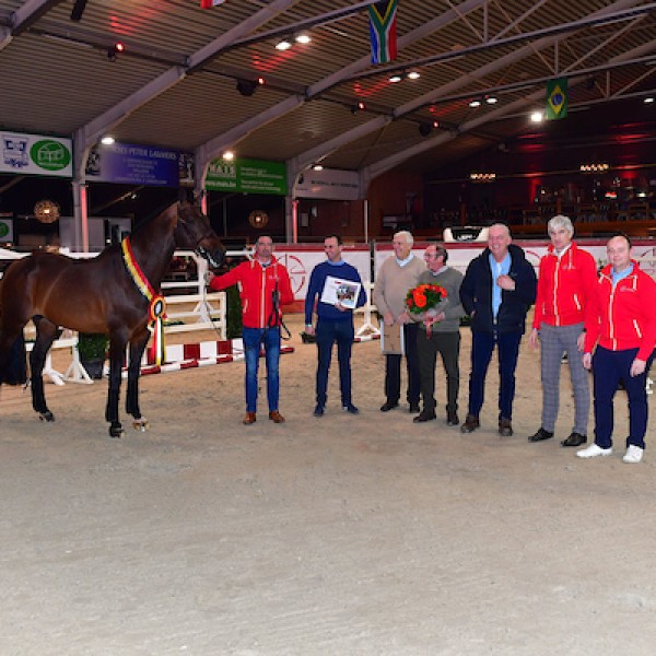 BWP stallion approval, auction & stallion competition